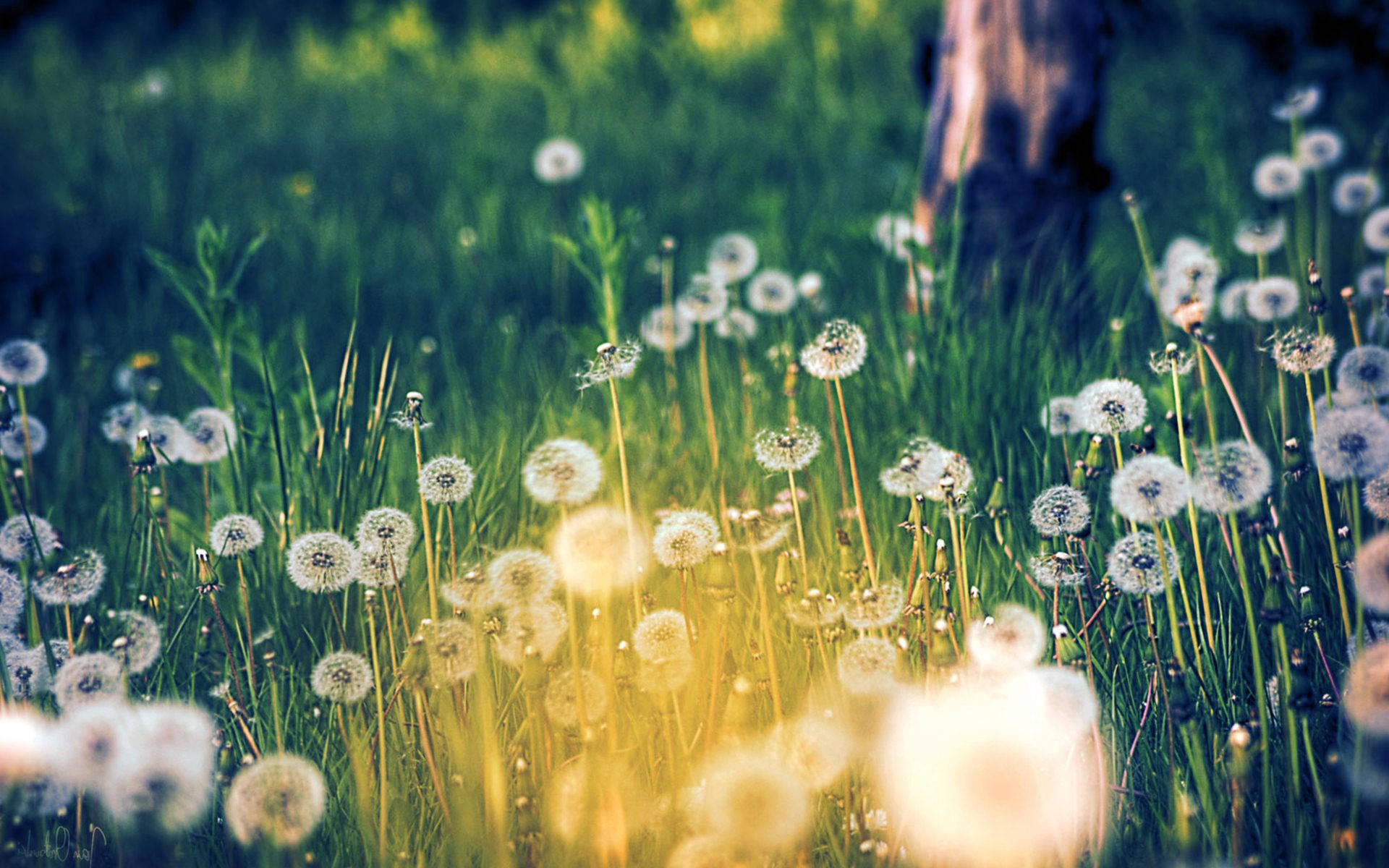 Dandelion Flowers On A Grass Field Wallpaper