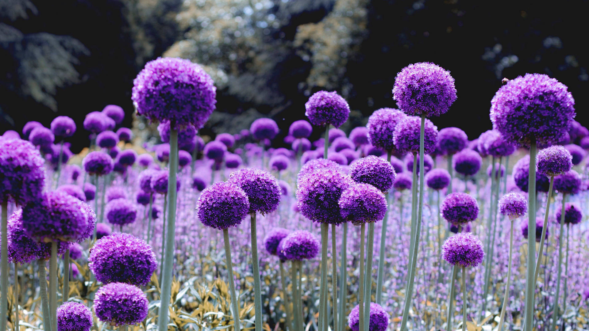 Dandelion-like Purple Flower Wallpaper