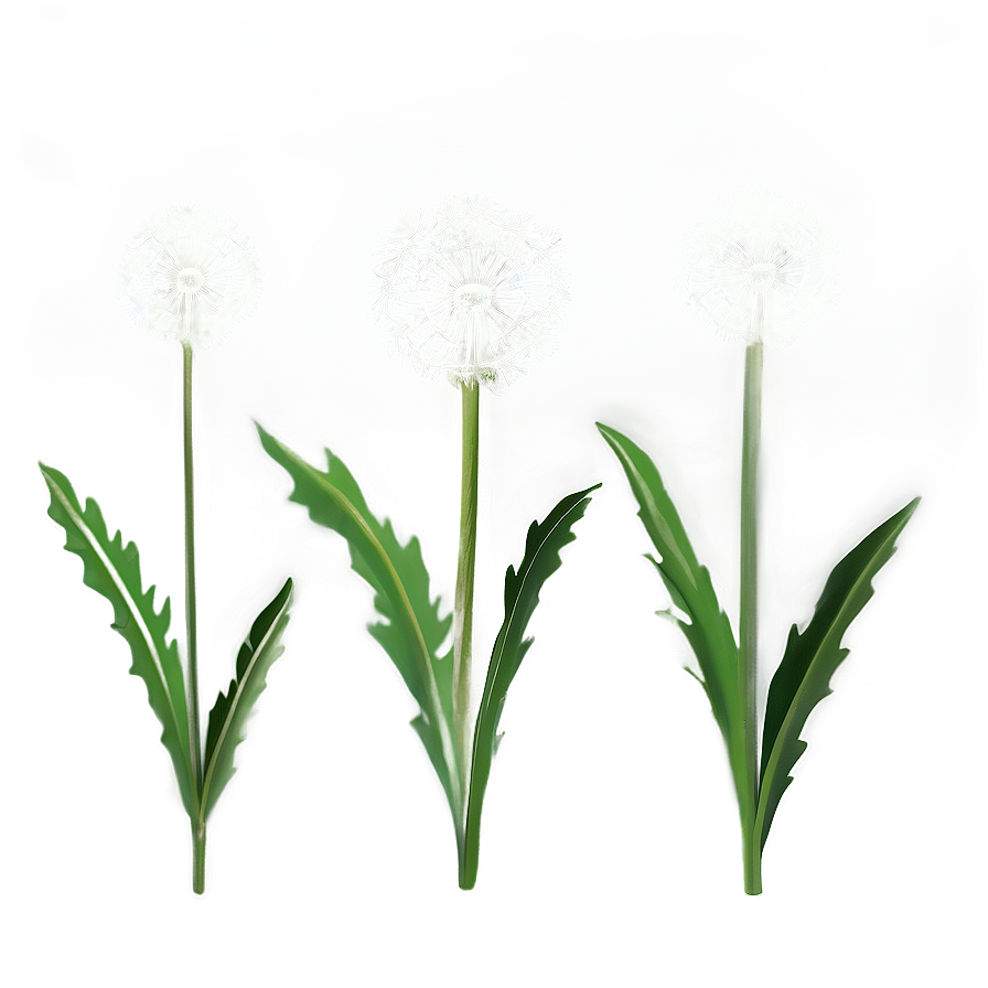 Dandelion On Green Background Png 67 PNG
