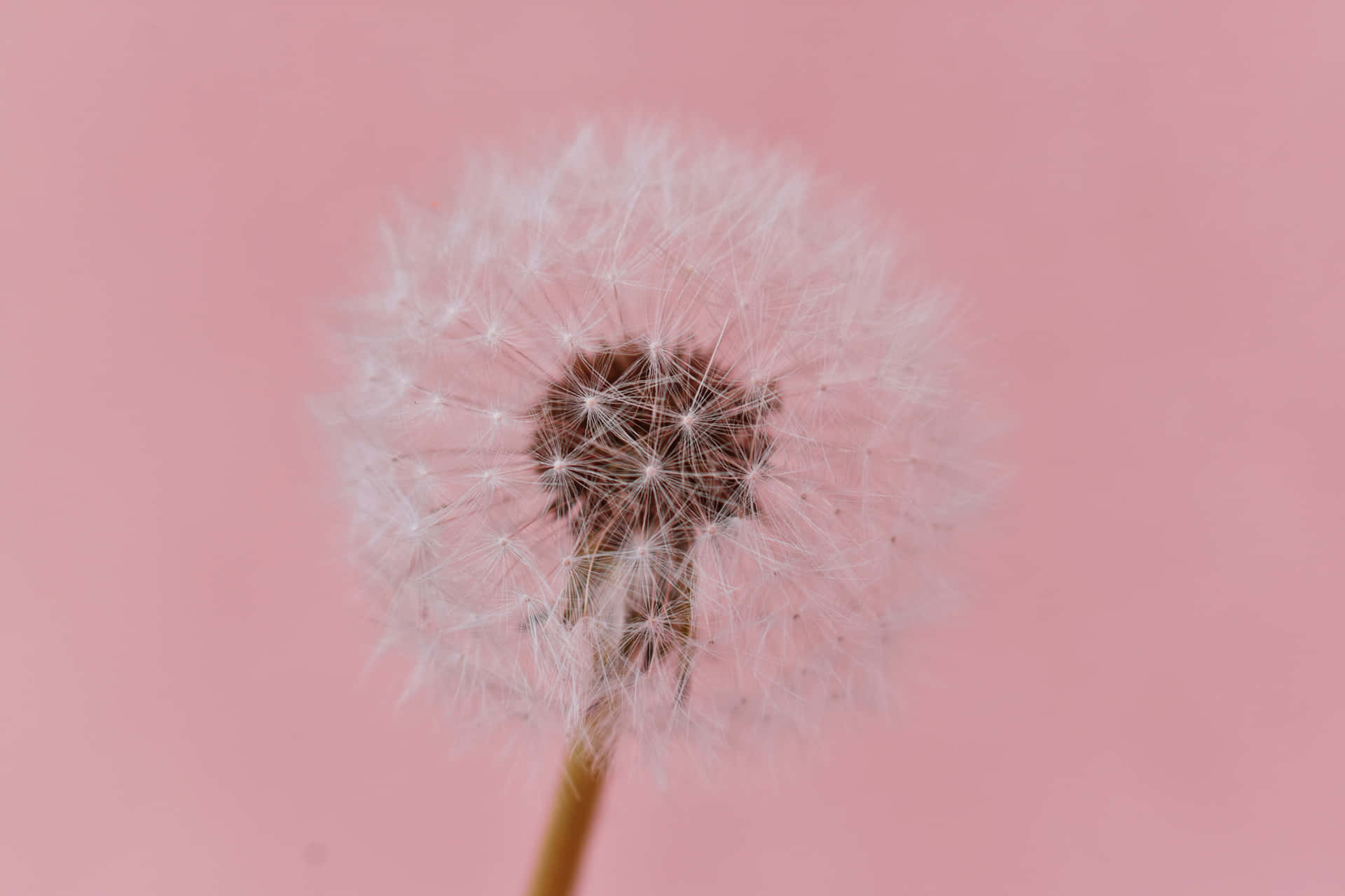 Dandelion On Pink Picture