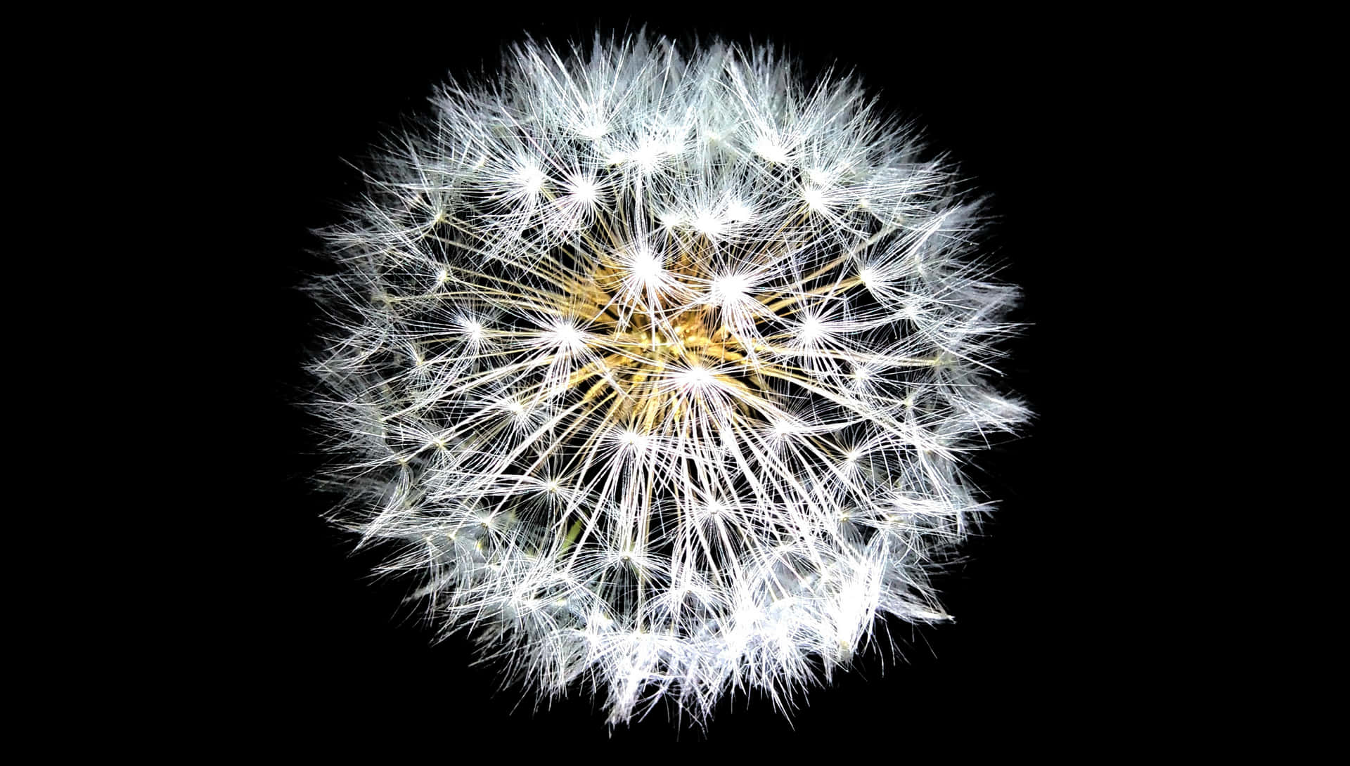 Dandelion Seed Head Against Black Background.jpg PNG