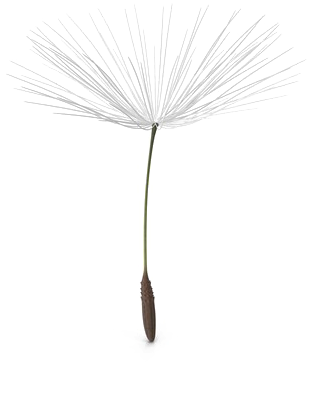 Dandelion_ Seed_ Head_ Artistic_ Rendering.png PNG