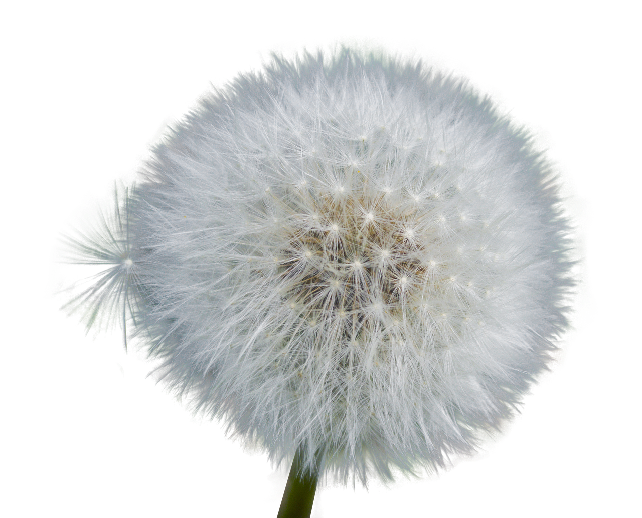 Dandelion Seed Head Black Background.jpg PNG