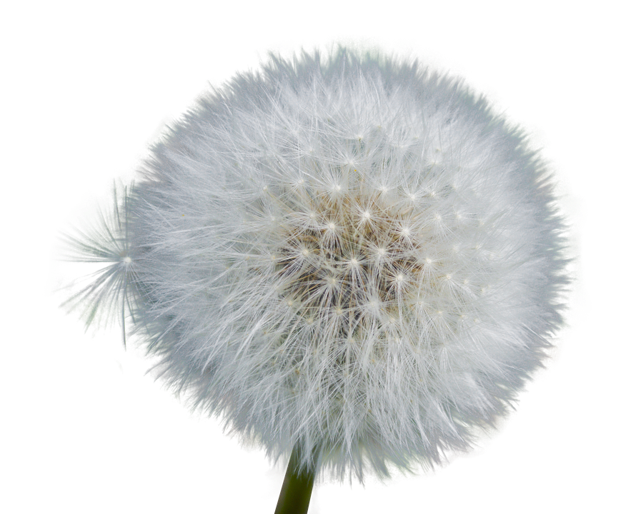 Dandelion Seed Head Fluff PNG