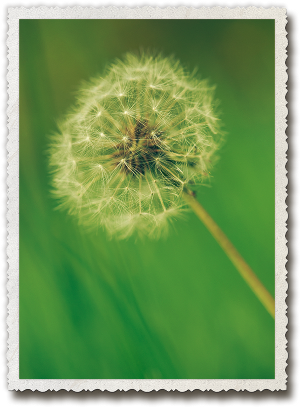 Dandelion Seed Head Nature Photo PNG