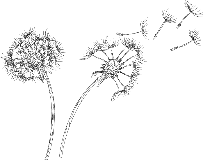 Dandelion Seeds Blowing In Wind PNG