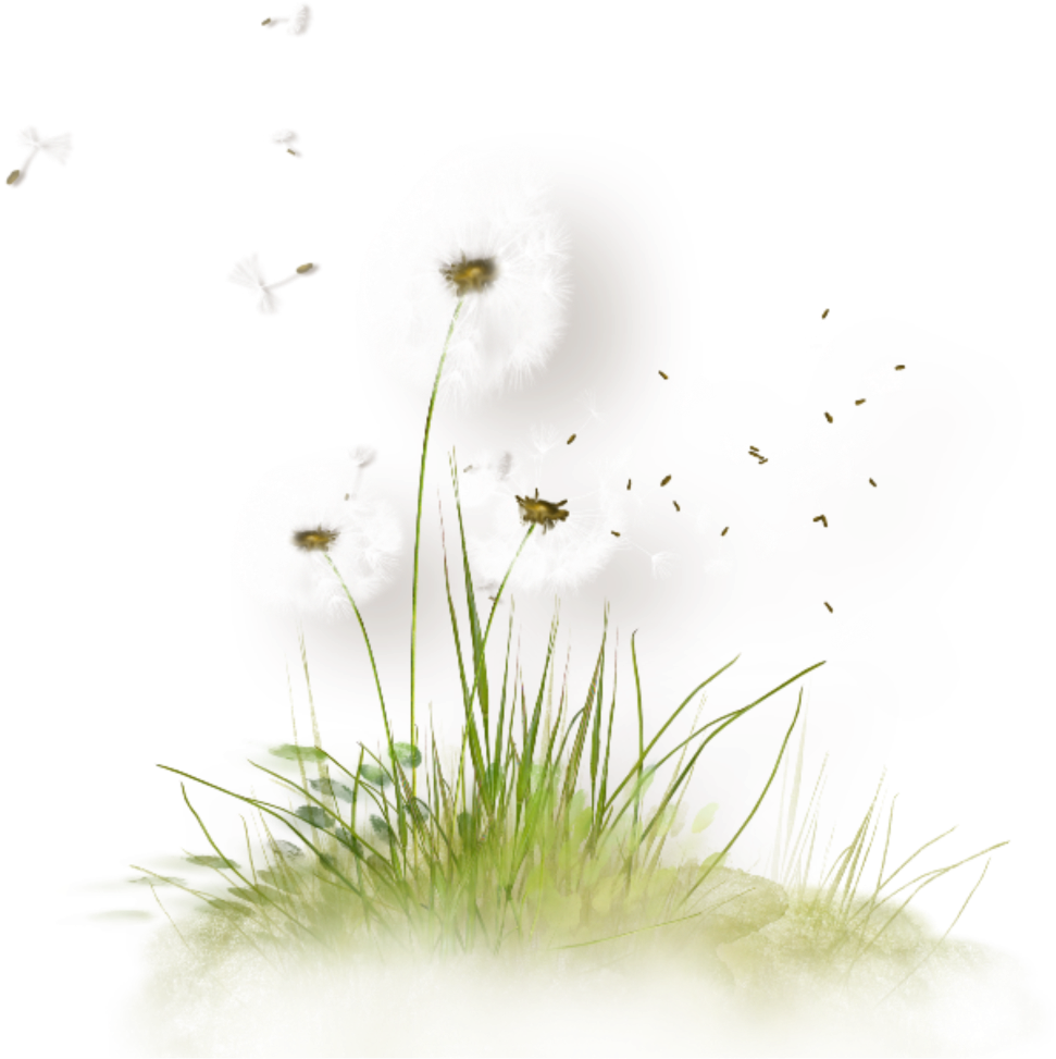 Dandelion Seeds Blowingin Wind PNG