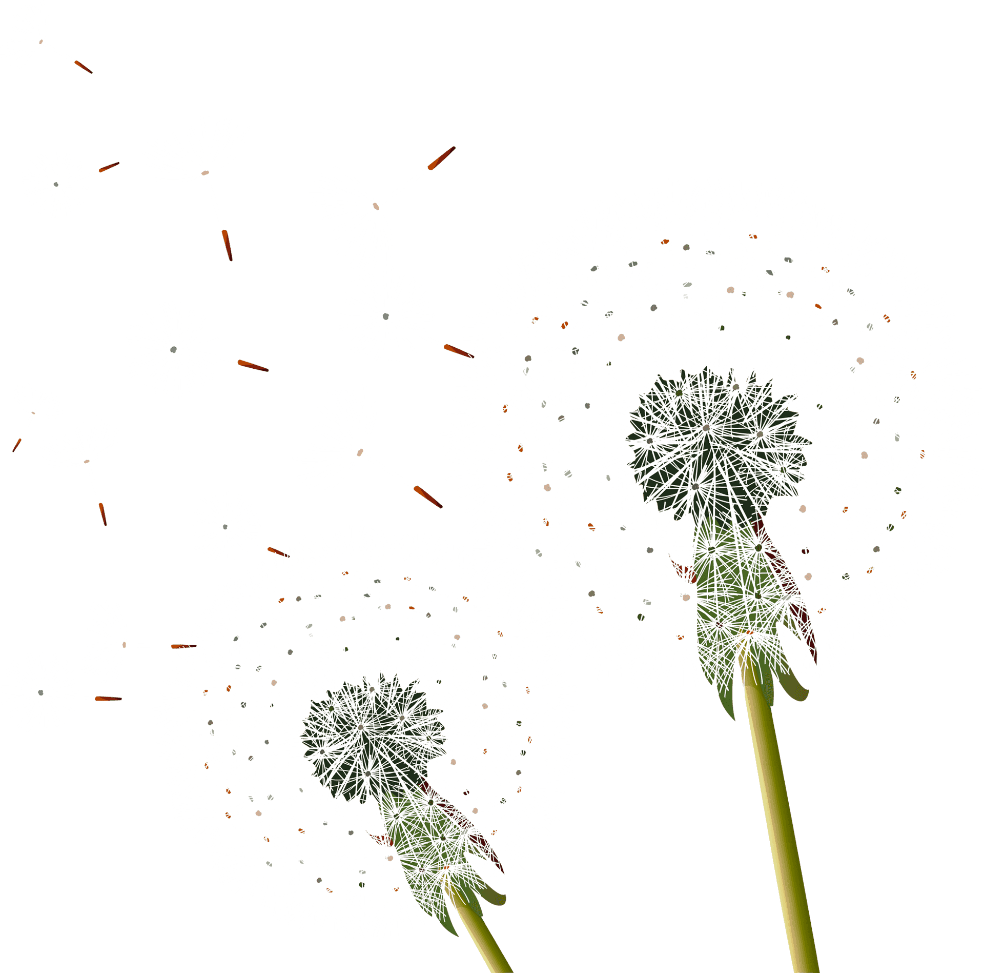 Dandelion Seeds Blowingin Wind PNG