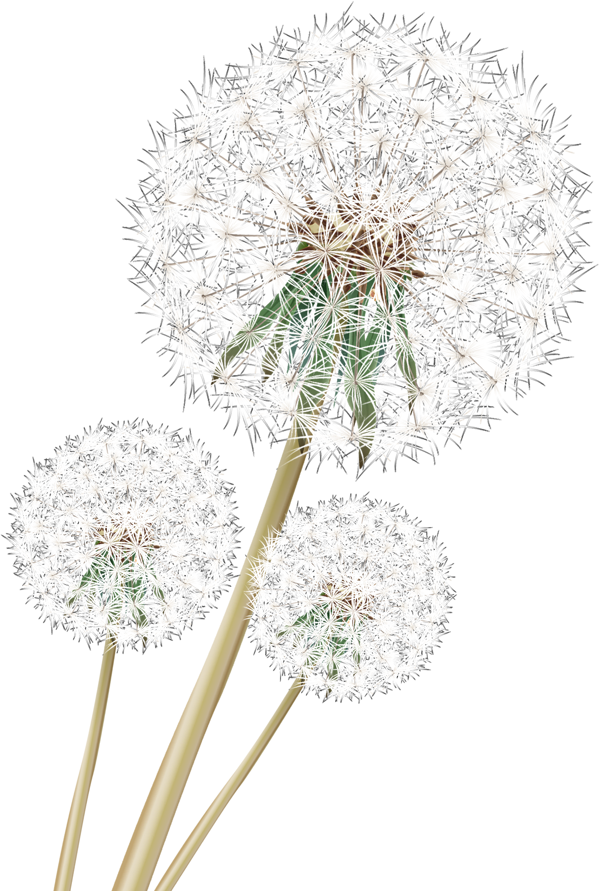 Dandelion_ Trio_ Against_ Teal_ Background.png PNG