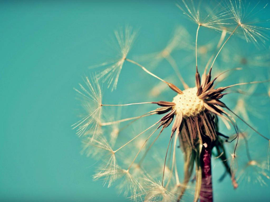 Dandelion With Brown Seed Heads Wallpaper