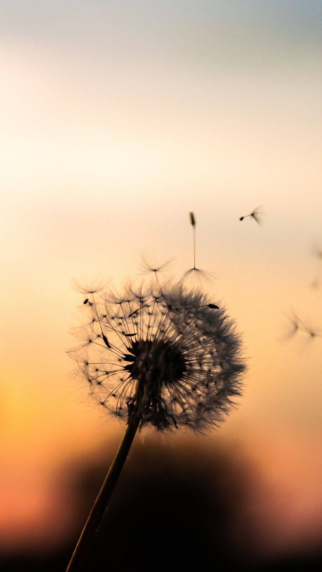 Dandelion With Floating Seed Heads Wallpaper