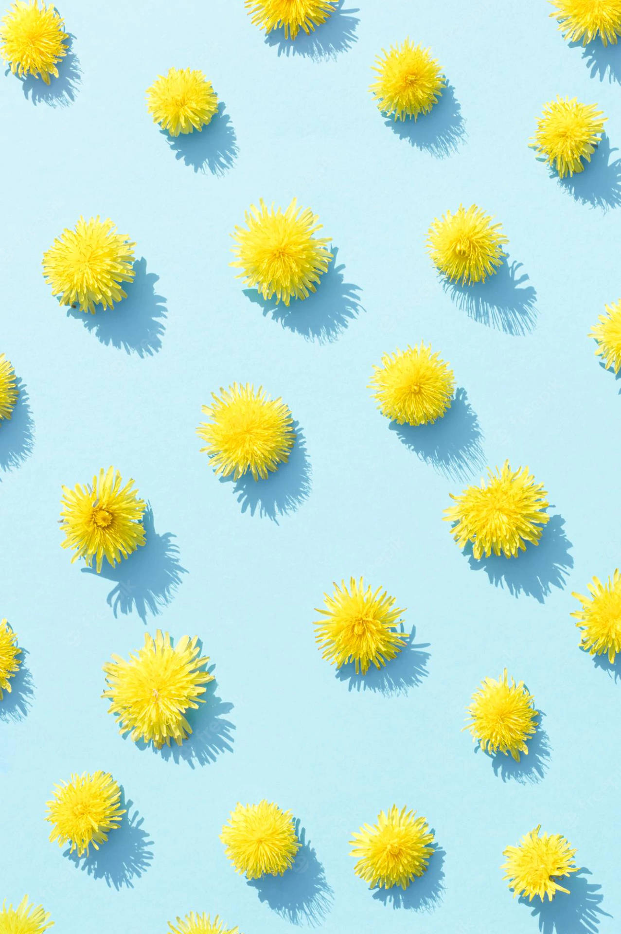 Dandelions sommer iPhone Blå himmel Wallpaper