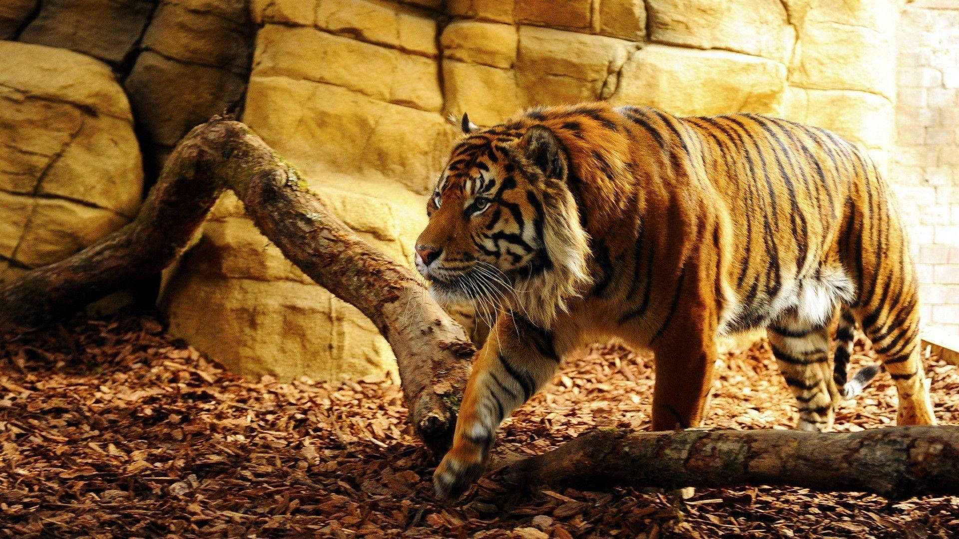 Dangerous Hunting Tiger Wallpaper