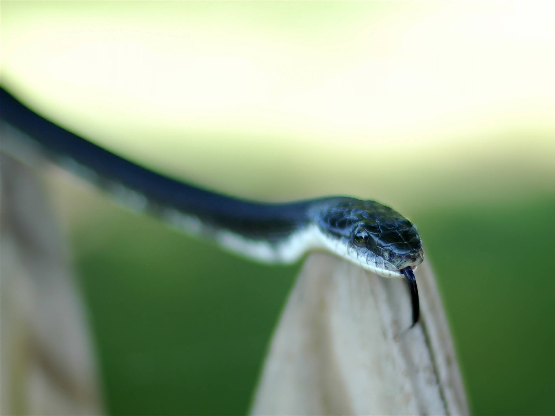 Dangerous Snake Flicking Its Tongue Wallpaper