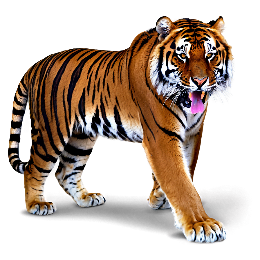 Dangerous Tiger Expression Png Lkh98 PNG