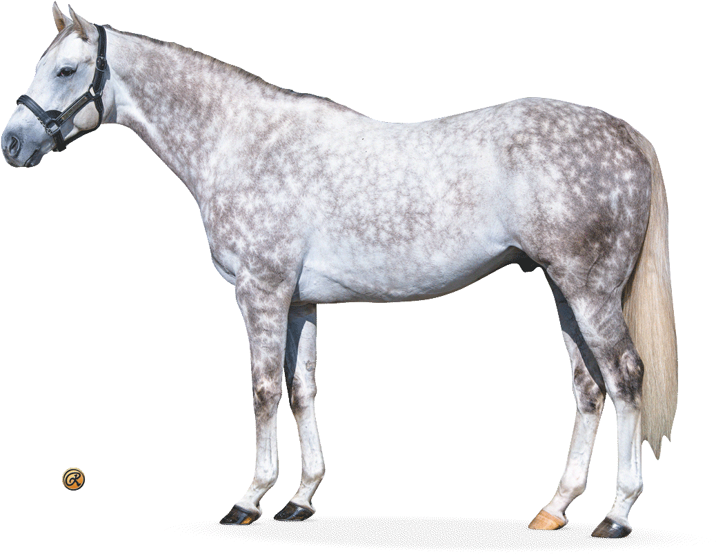 Dappled Grey Horse Standing PNG