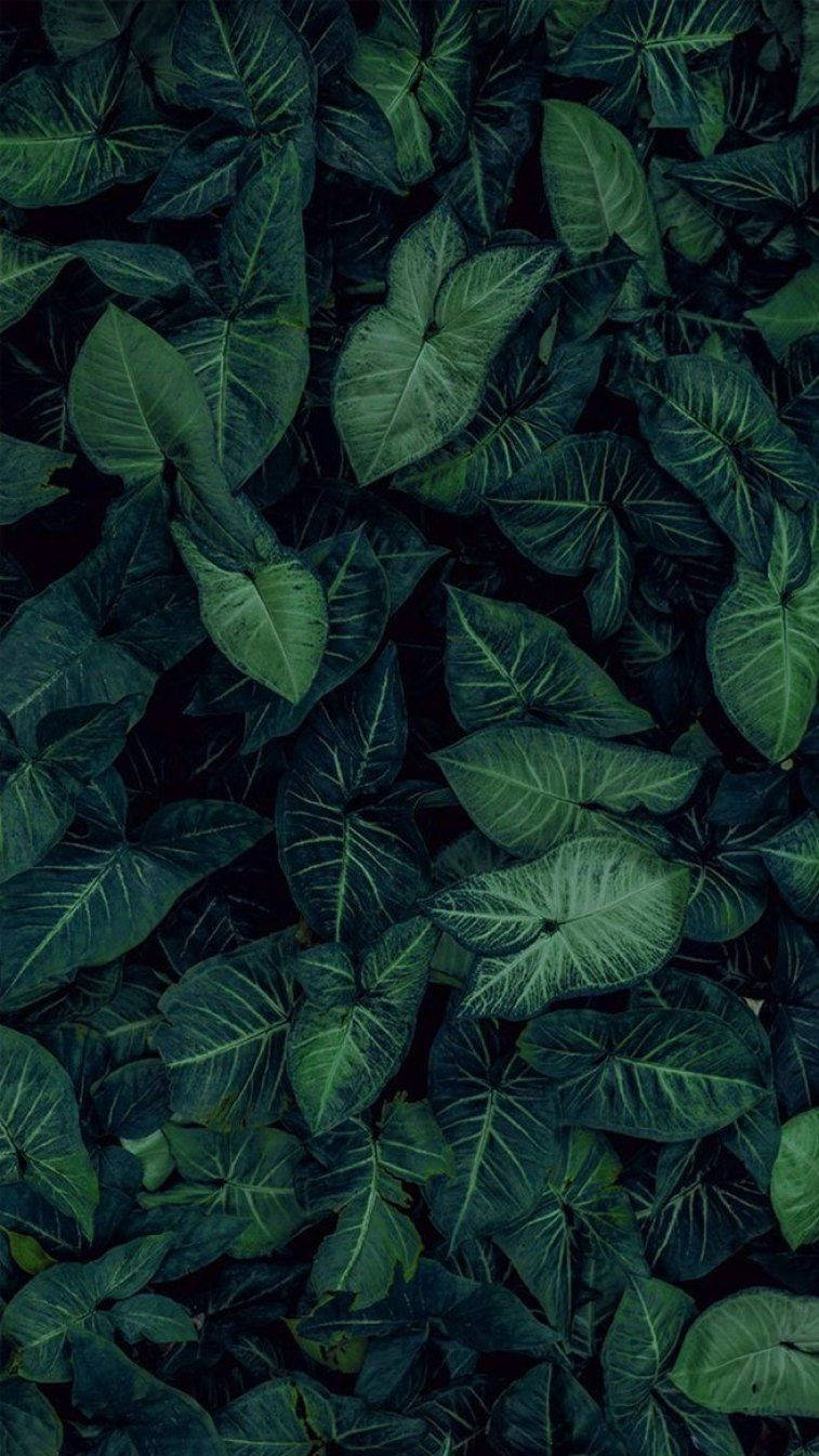 Dark Aesthetic Leaves Iphone