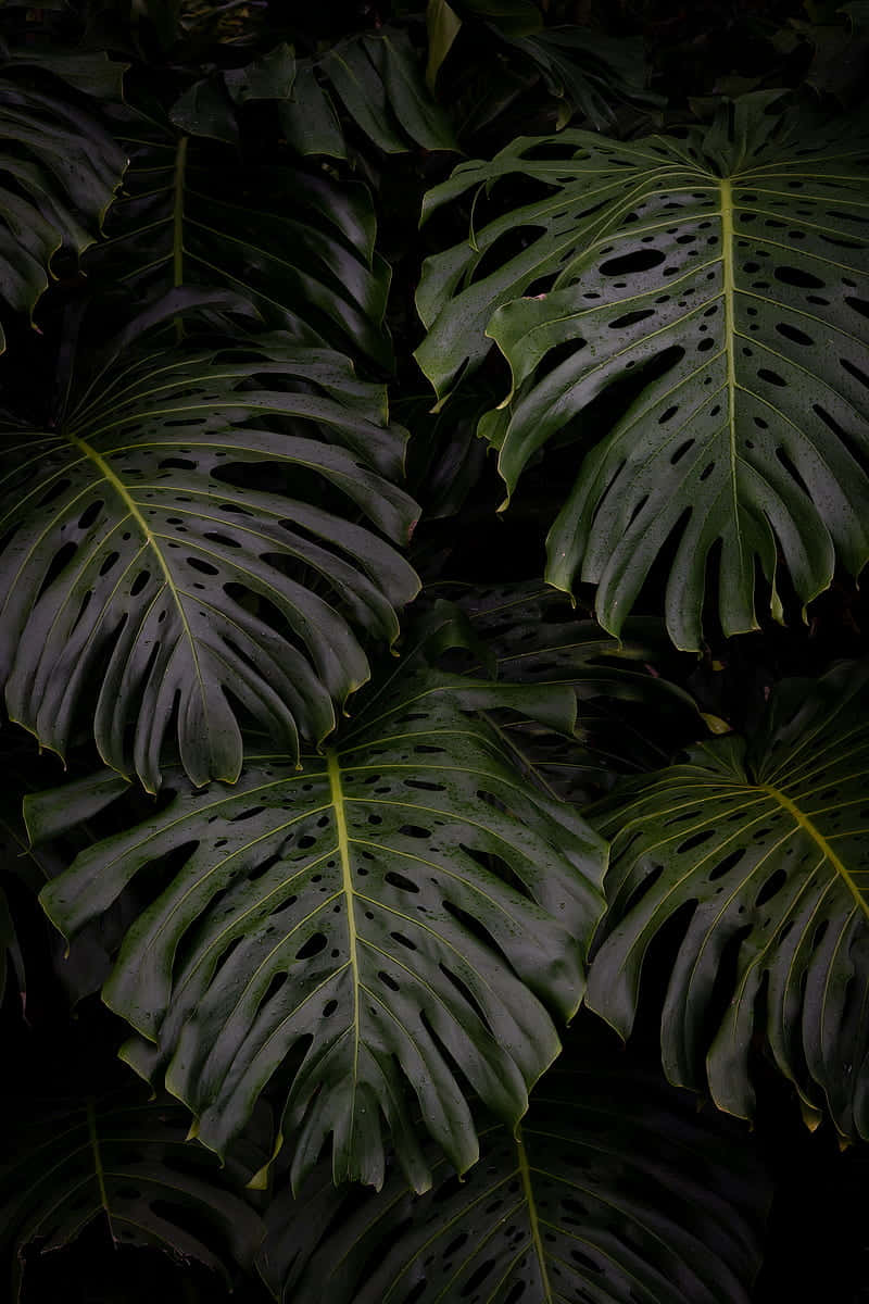 Dark Aesthetic Monstera Leaves Plant Wallpaper