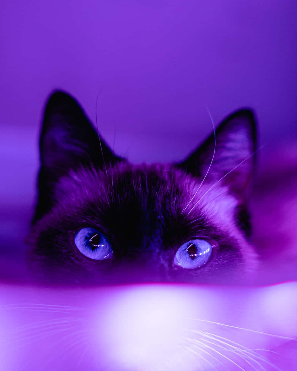 Dark Aesthetic Cat In Purple Picture