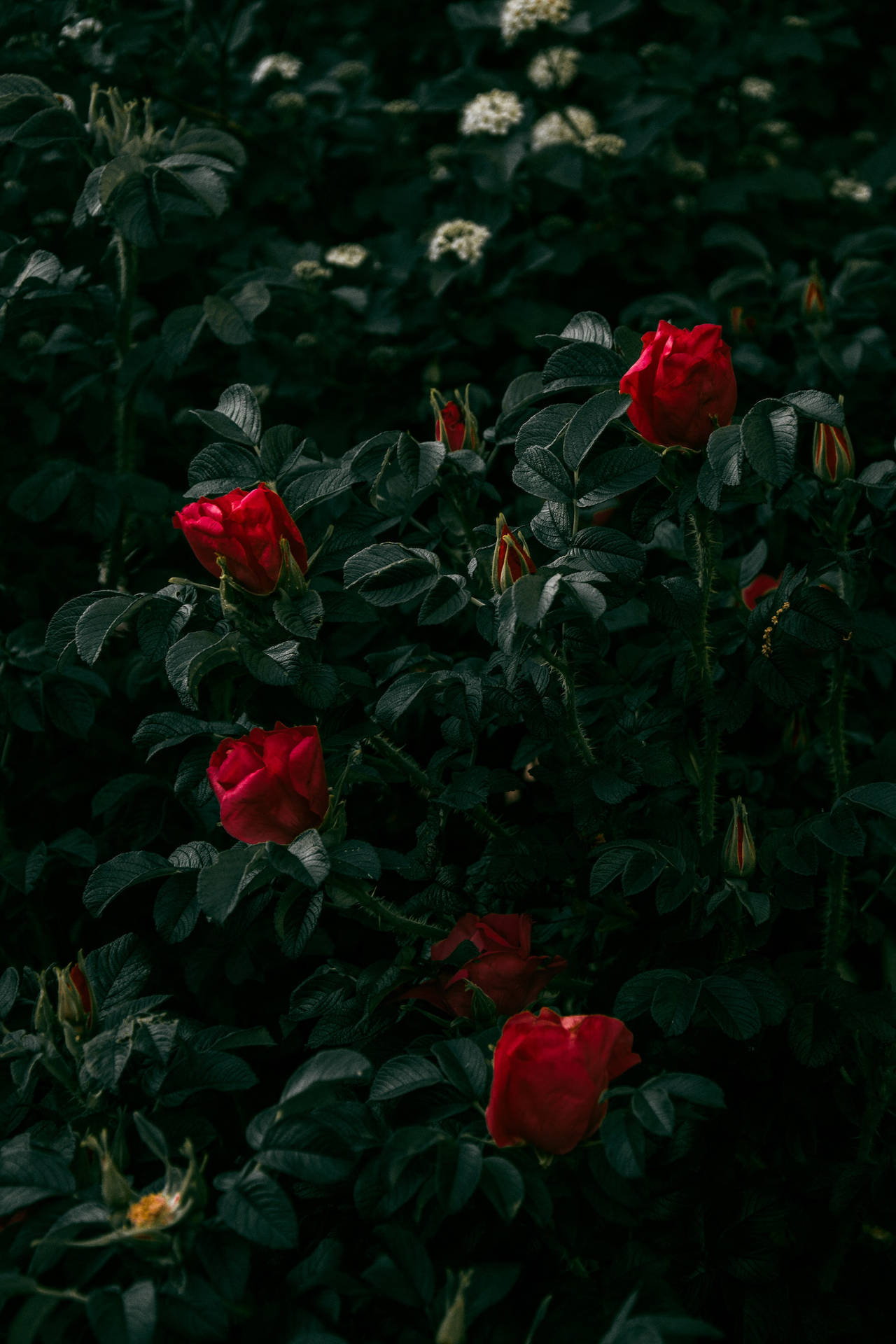 Dark Aesthetic Red Roses Bush Wallpaper