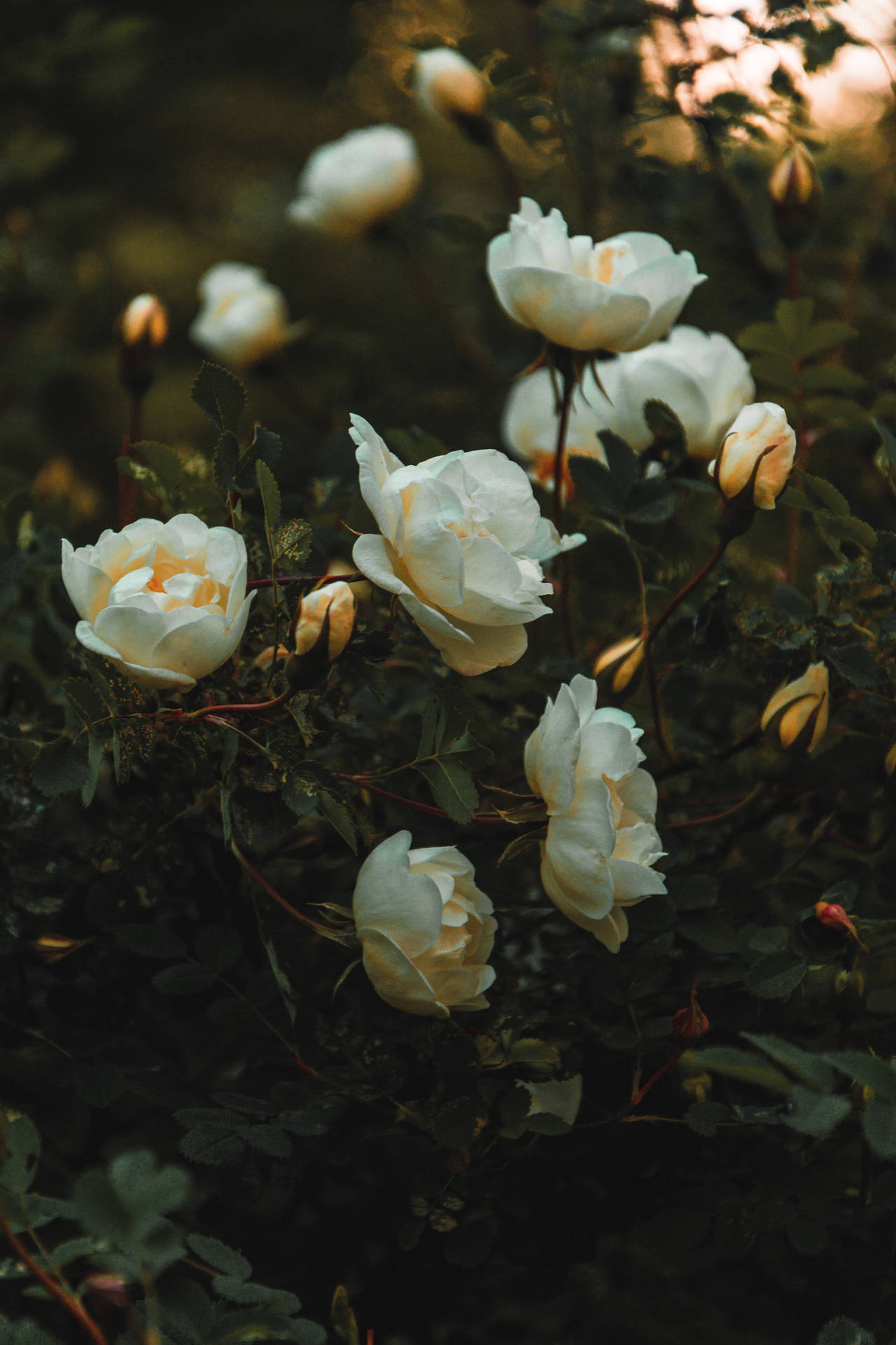 Dunkleästhetische Weiße Blumen Wallpaper