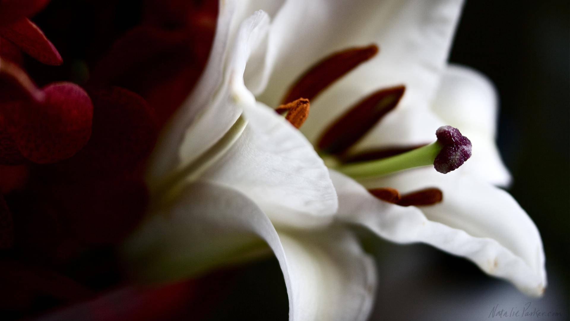 Mørk æstetisk hvid lilje blomstret tapet Wallpaper