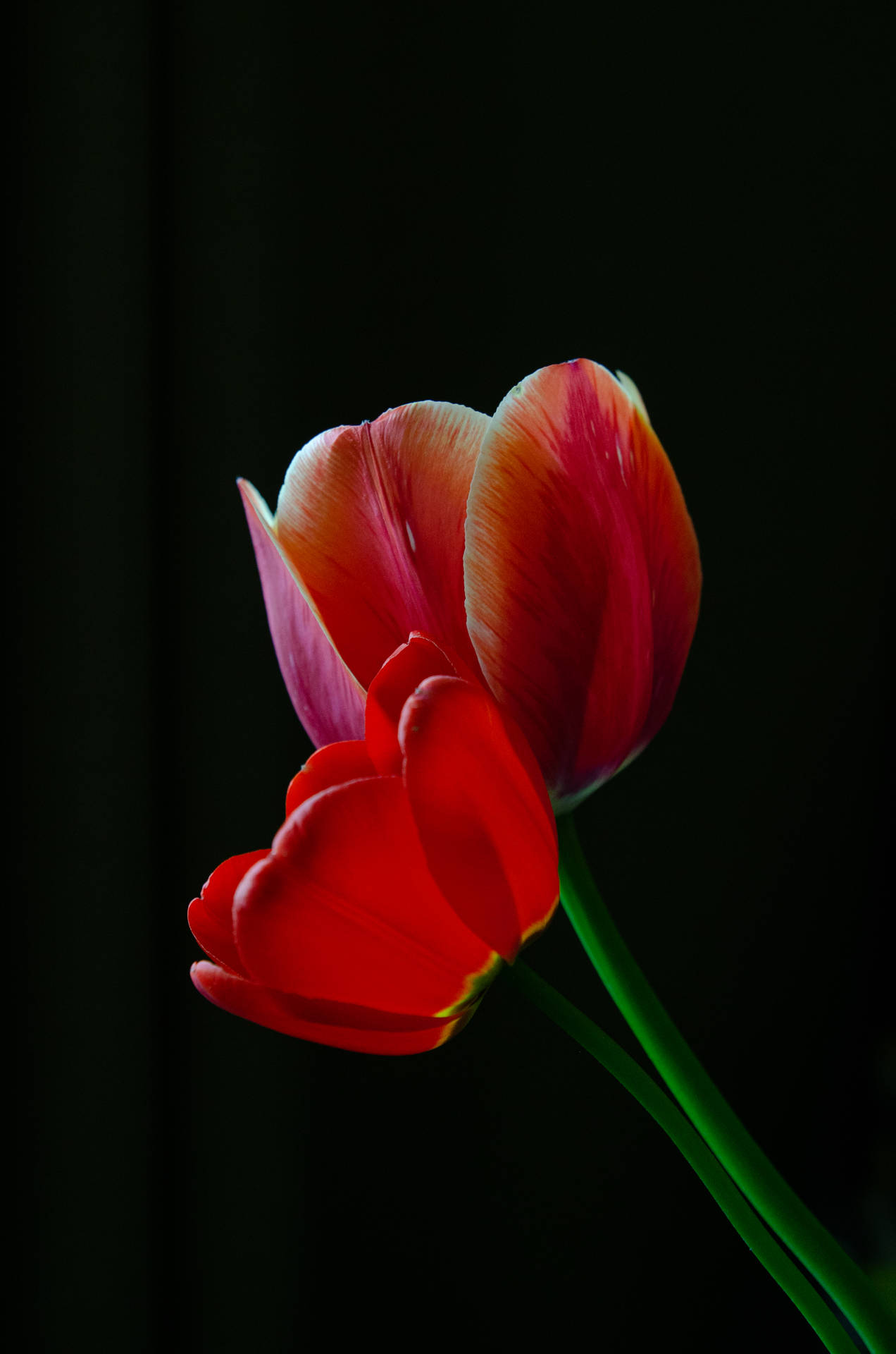 Dark And Bloody Red Tulips Wallpaper