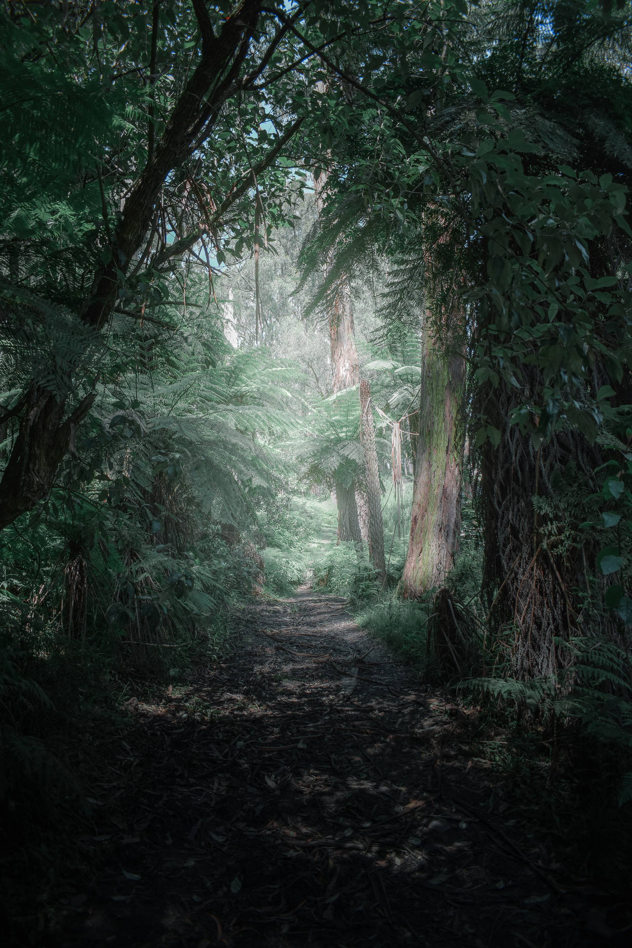 Dark And Realistic Enchanted Forest Path Picture