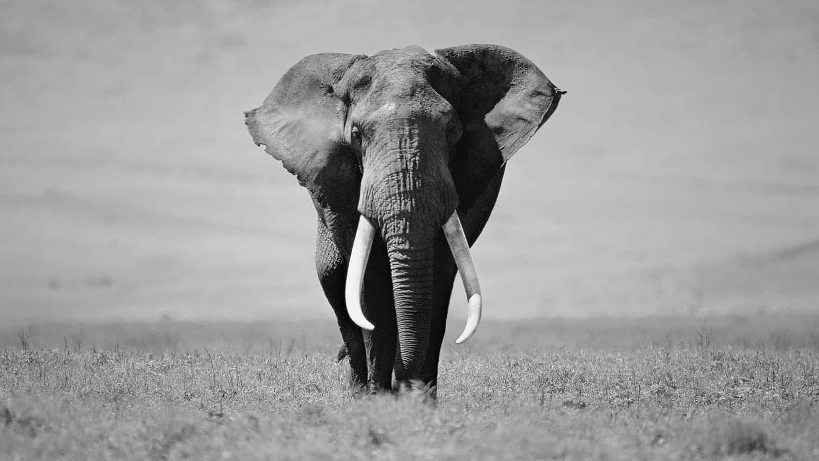 An Elephant Walking Across The Plains In Black And White Wallpaper