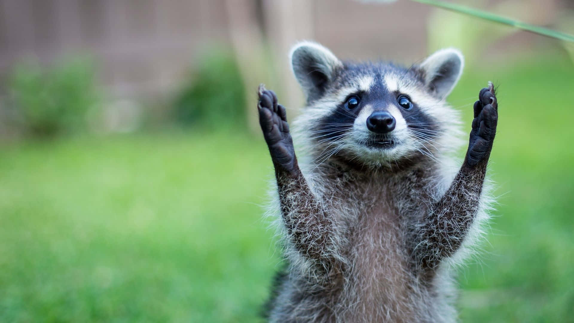 A Raccoon Is Standing Up And Waving His Hands Wallpaper