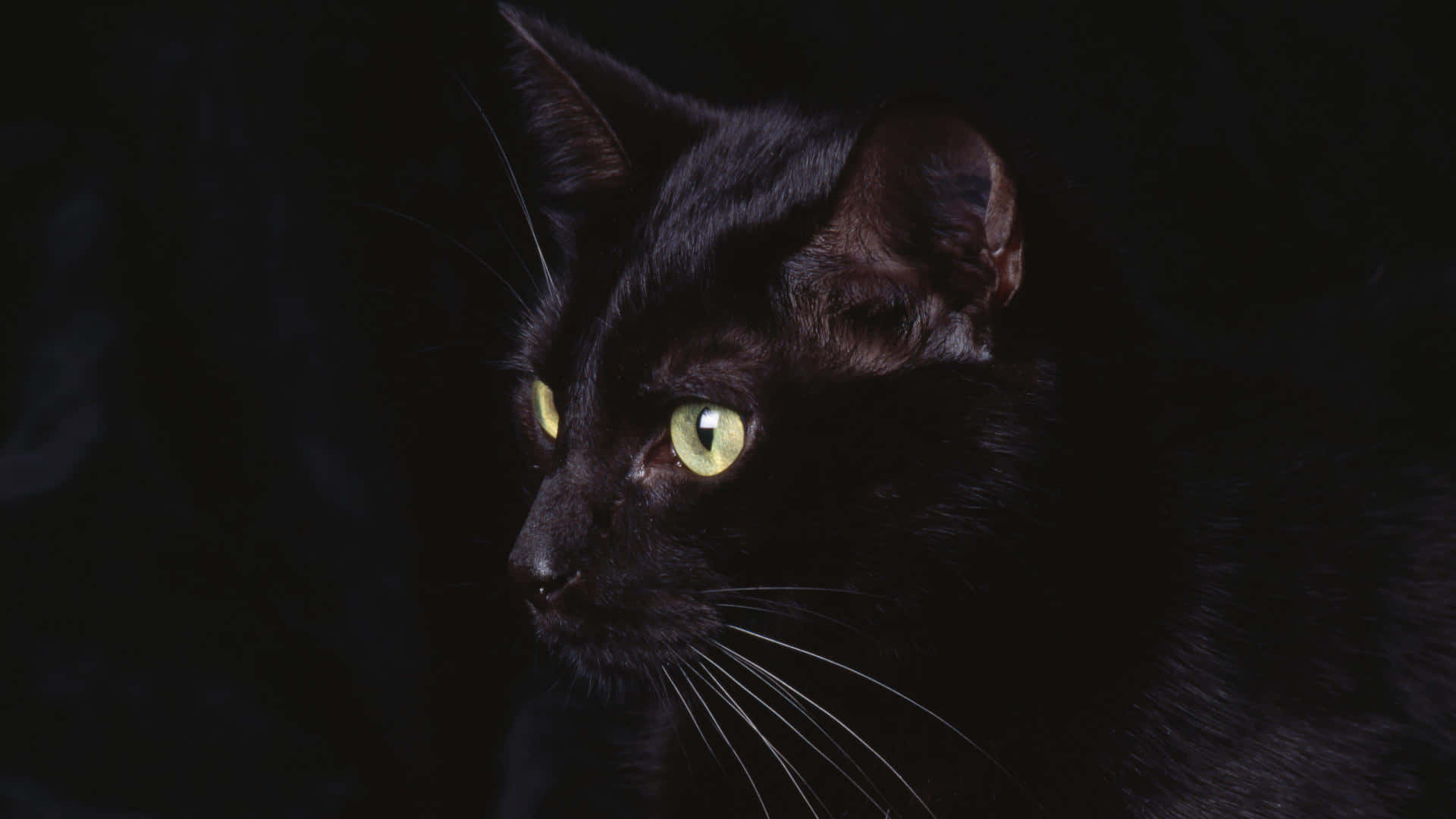 A Black Cat With Green Eyes Is Looking At The Camera Wallpaper