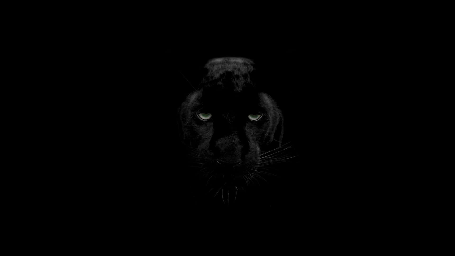 A mysterious dark animal looking off into the night Wallpaper