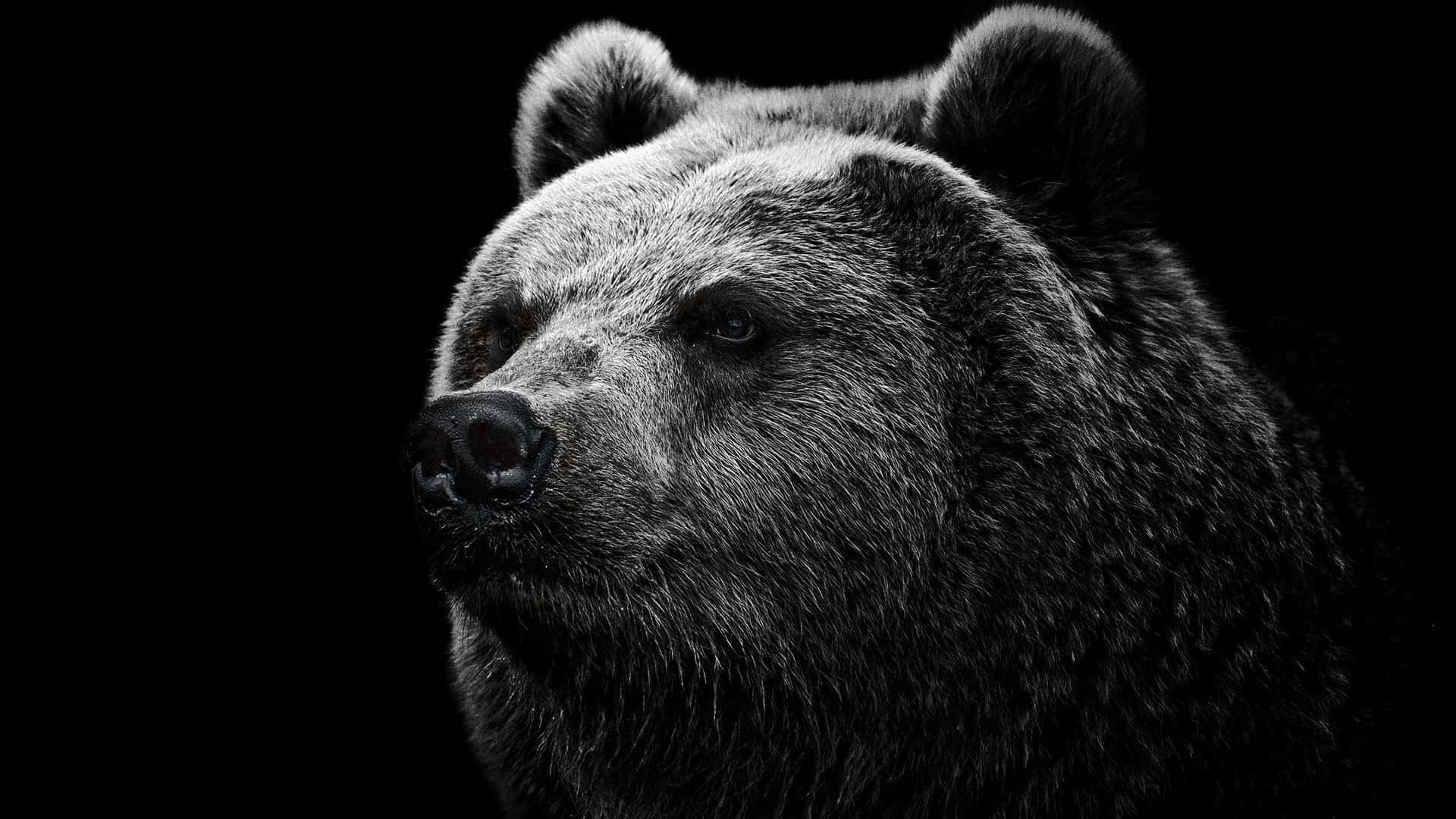 A Black And White Photo Of A Bear Wallpaper