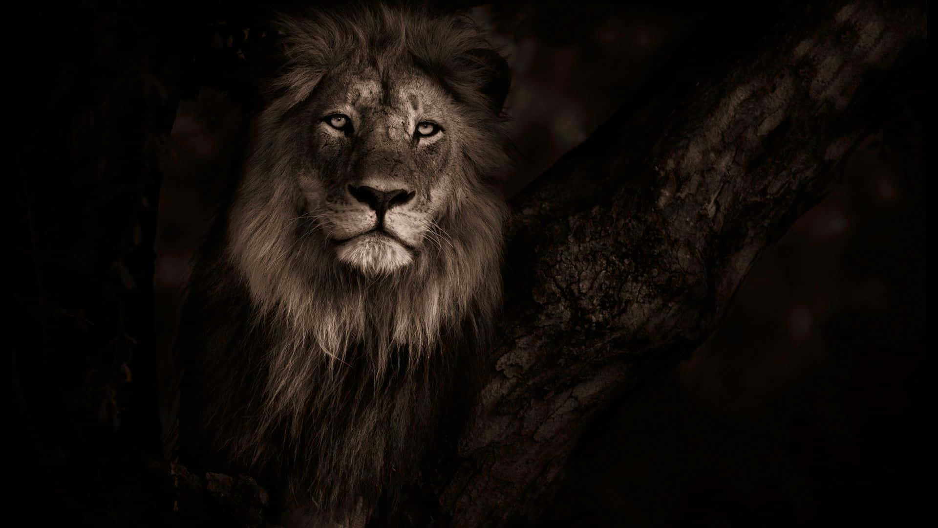 A Lion Is Sitting In A Tree In The Dark Wallpaper