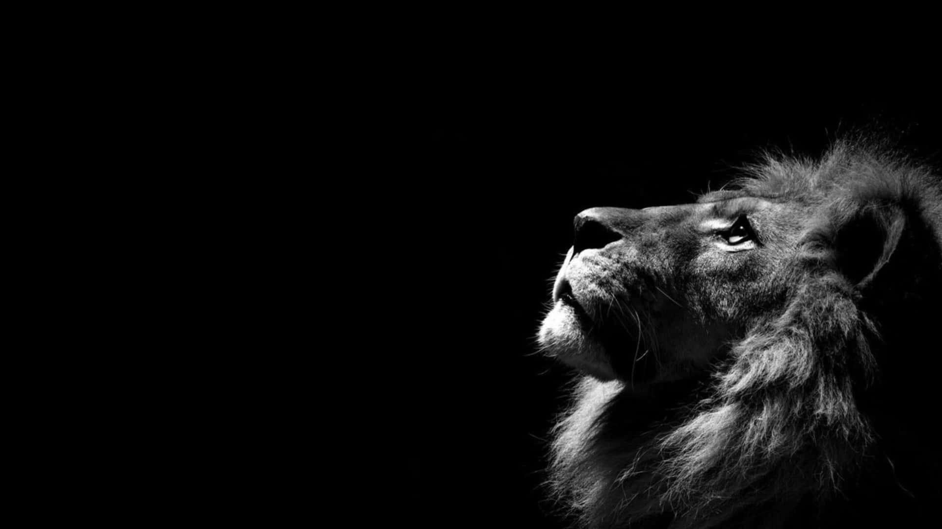 A Black And White Photo Of A Lion Looking Up Wallpaper