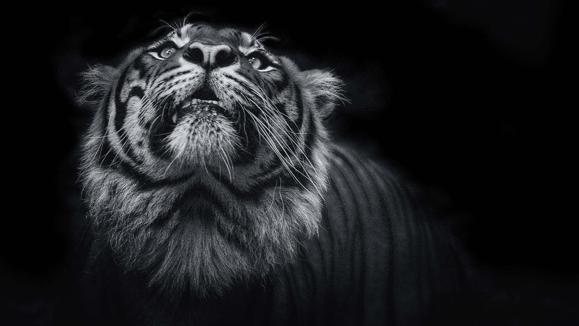 A Black And White Photo Of A Tiger Looking Up Wallpaper