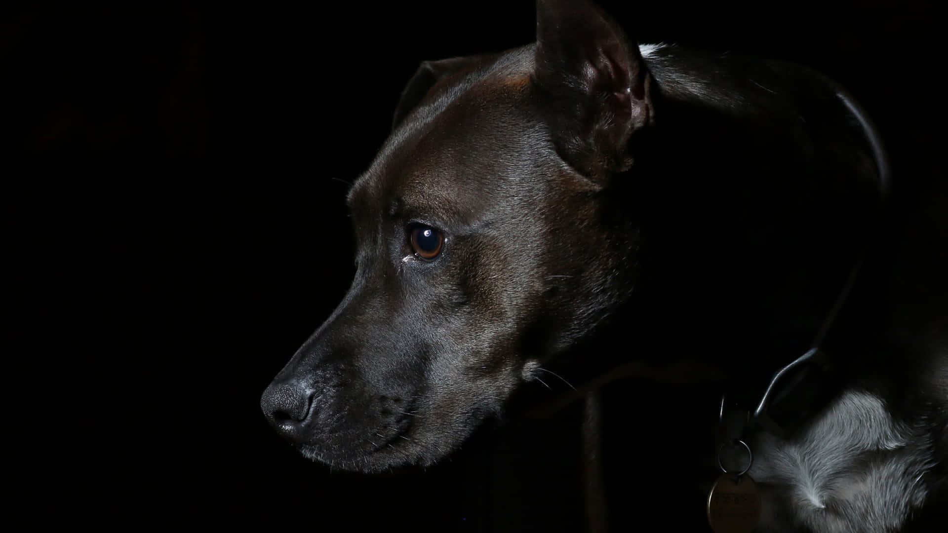 A Dog Is Standing In The Dark Wallpaper