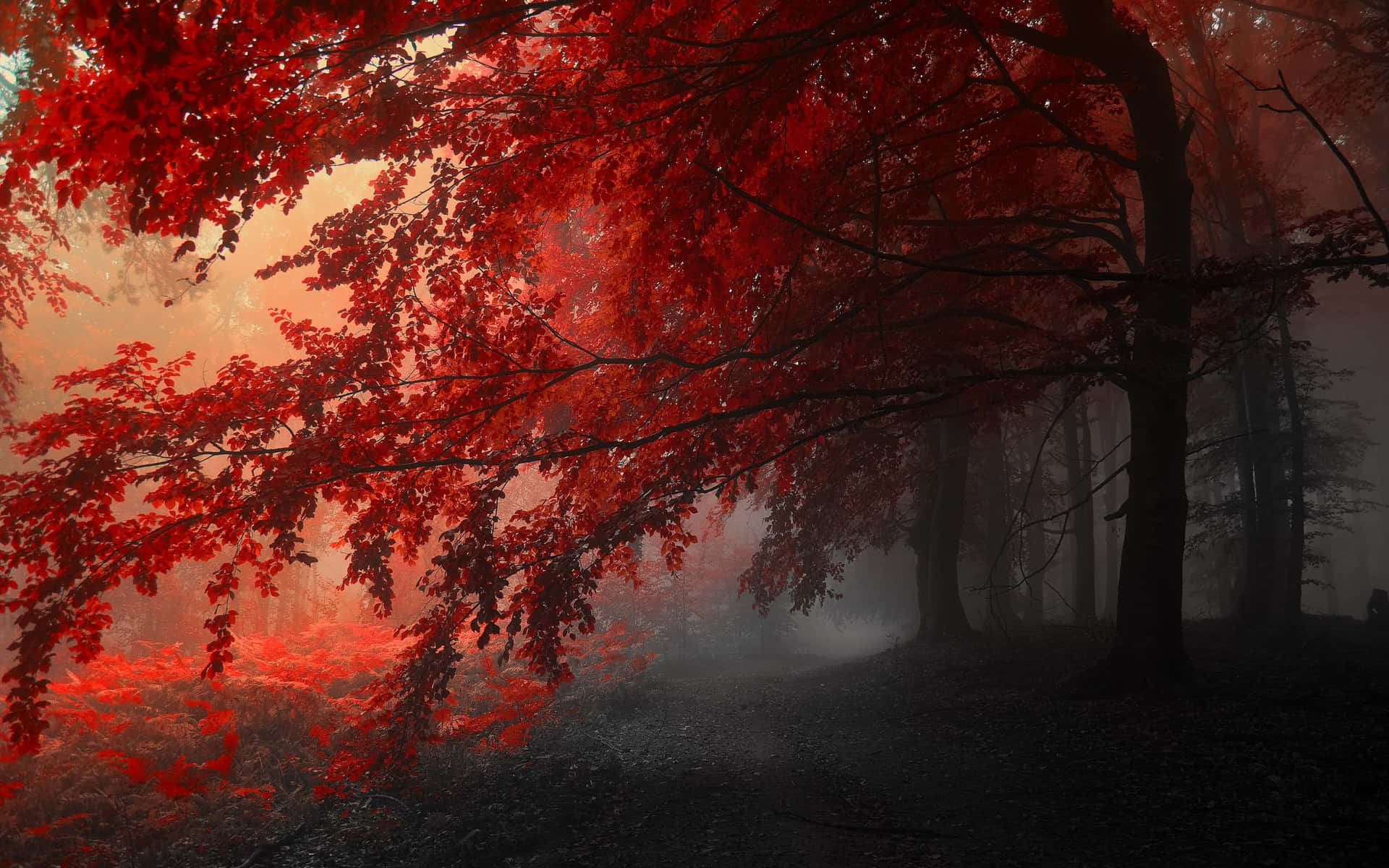 En rød skov med træer i tågen Wallpaper