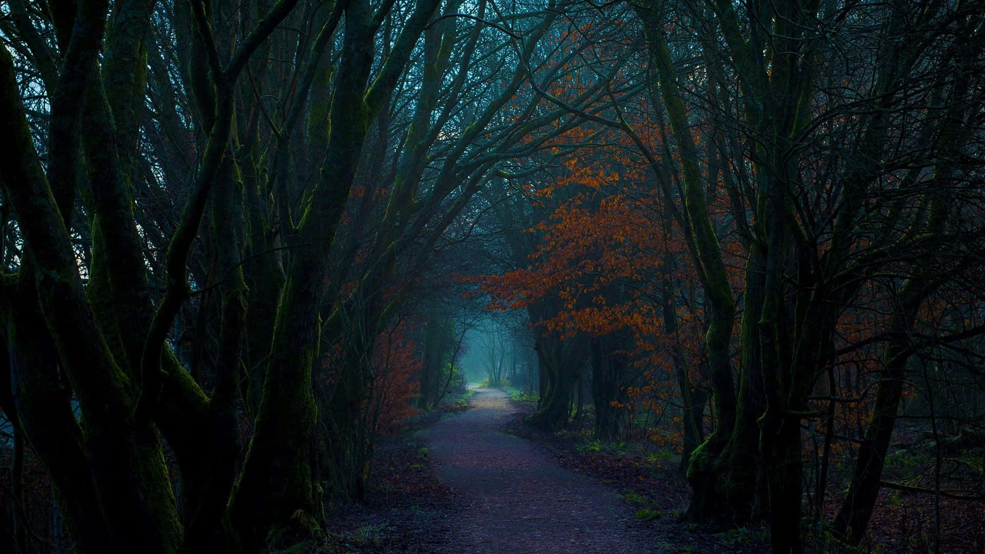 En sti gennem skoven om natten Wallpaper