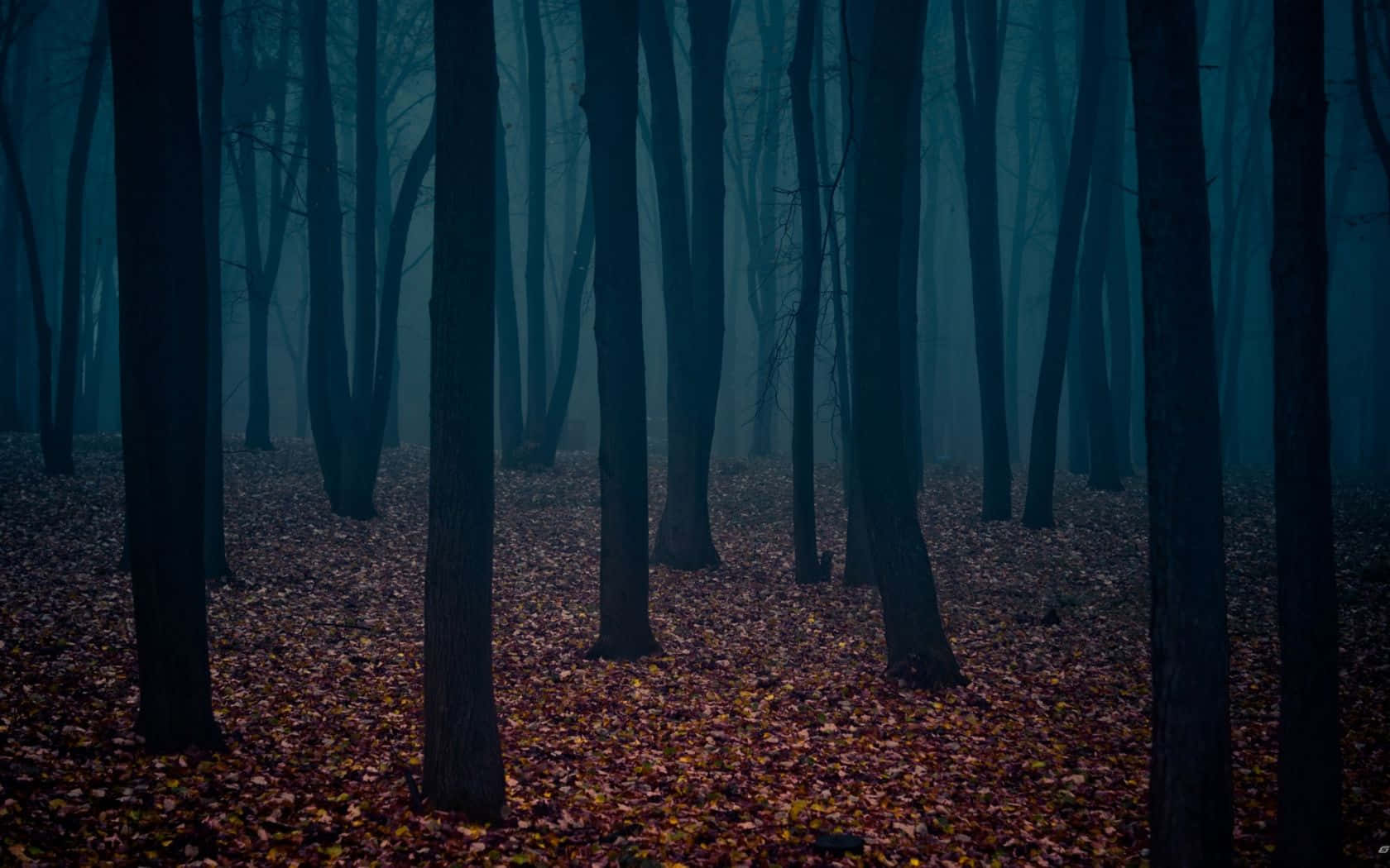 Dark Autumn Forest With Dried Leaves Wallpaper