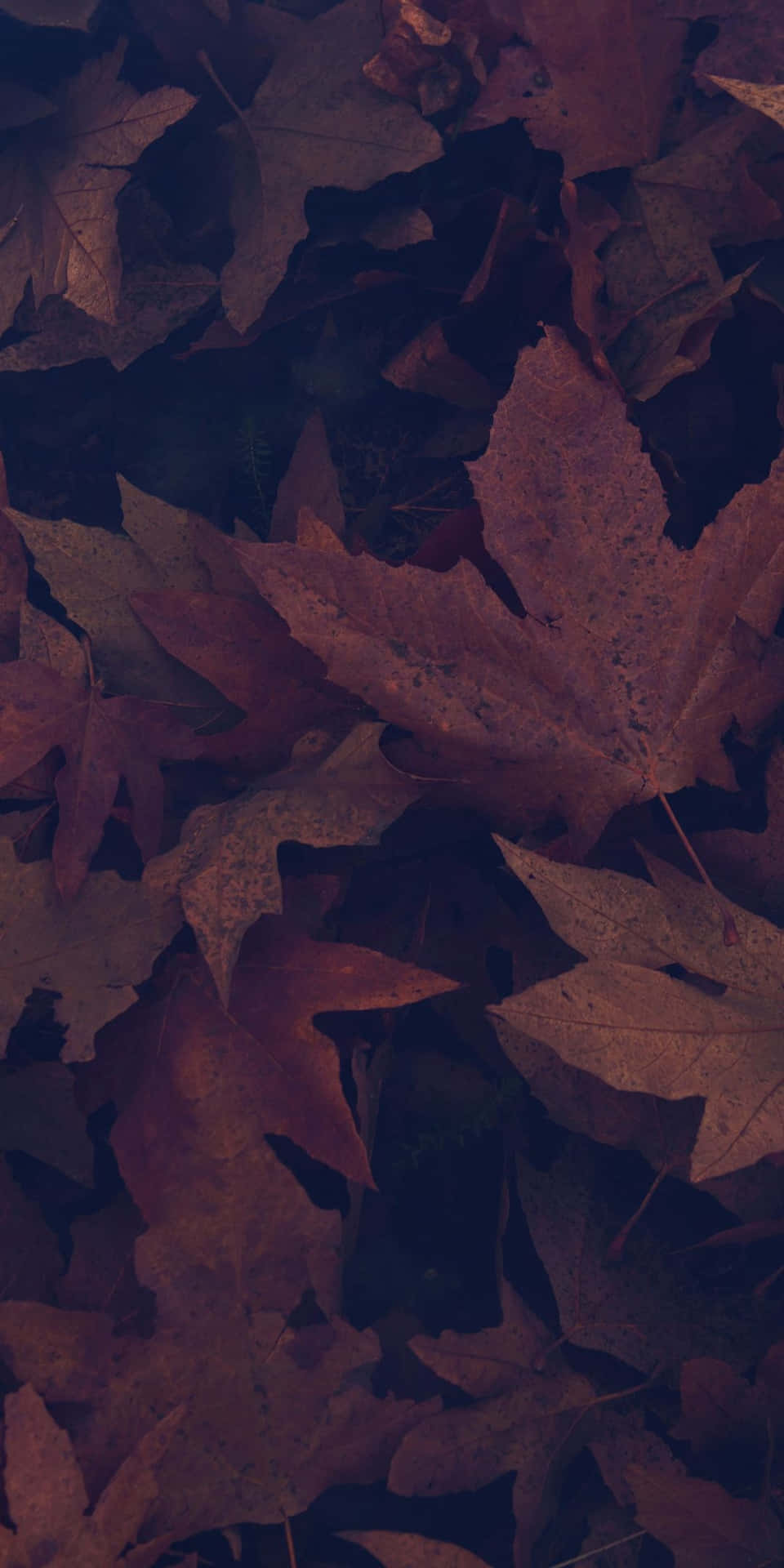 Maple Leaves With Maroon Overlay For Dark Autumn Wallpaper