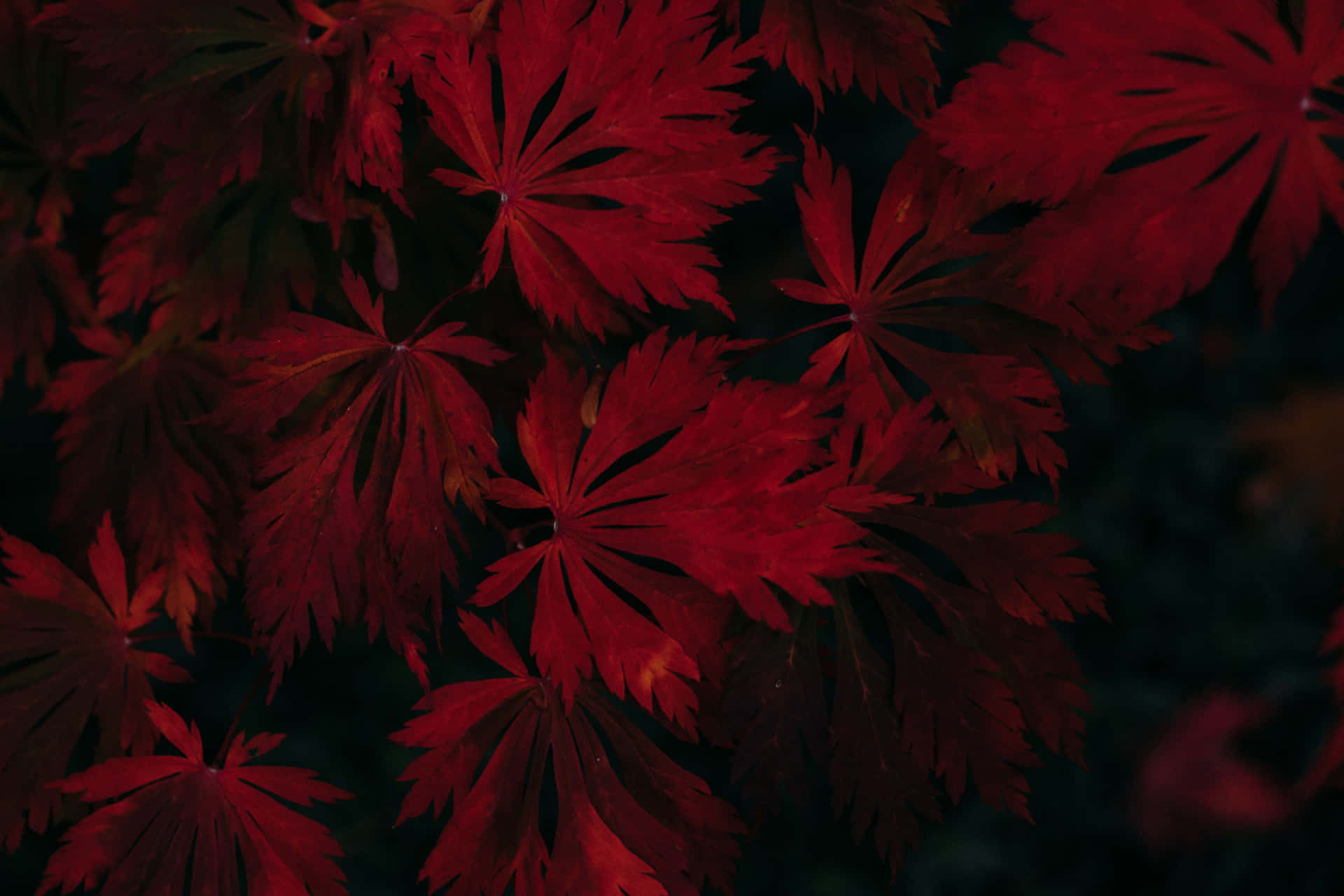 Dunklesherbst Rot Blätter Flat Lay Wallpaper