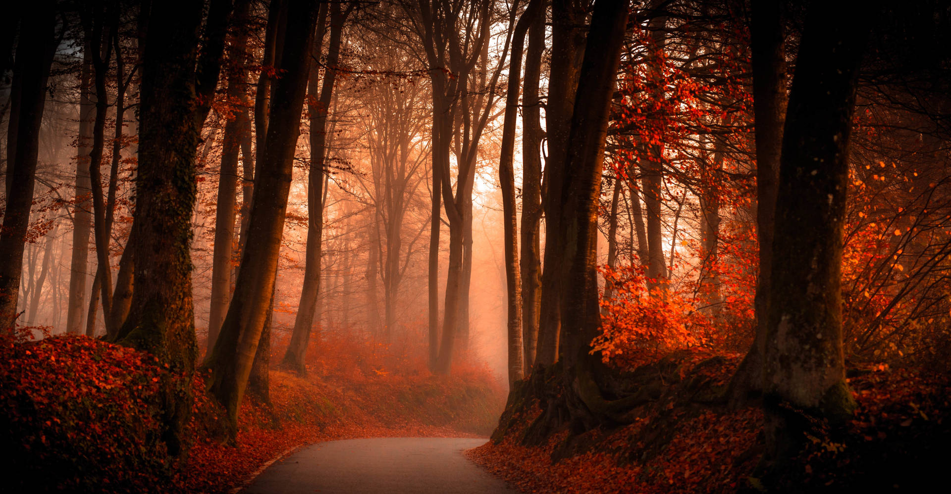 Dark Autumn And Foggy Forest Wallpaper