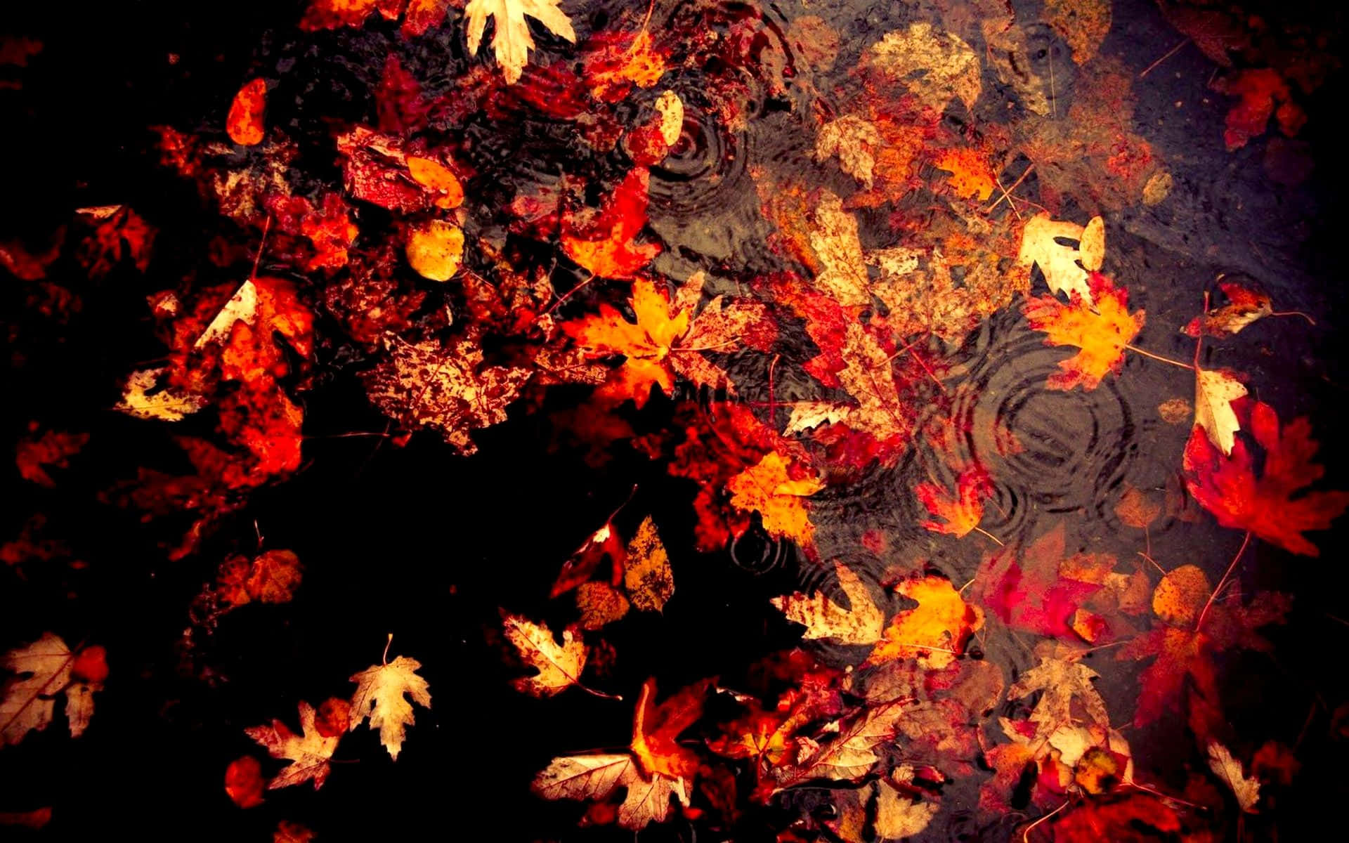 Dark Autumn Maple Leaves In Water With Ripple Effect Wallpaper