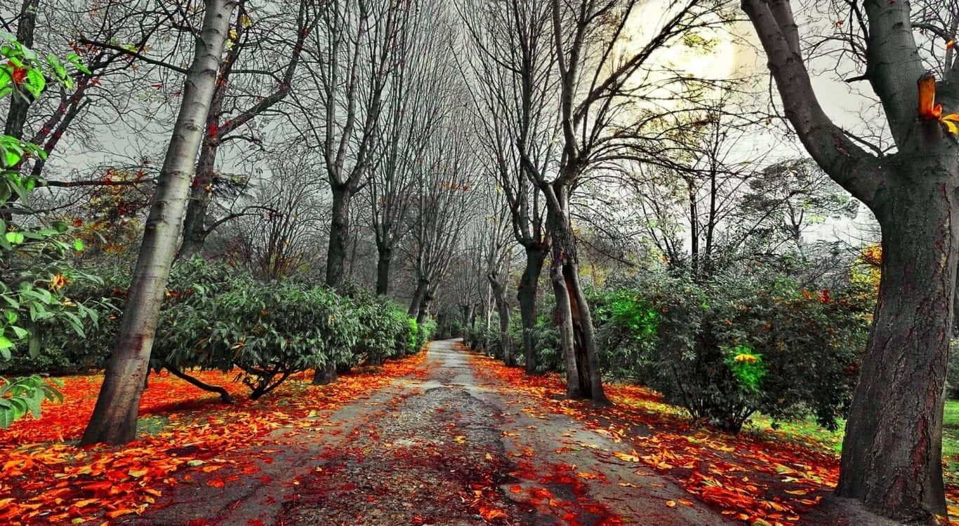 A Path Through The Dark Autumn Forest Wallpaper