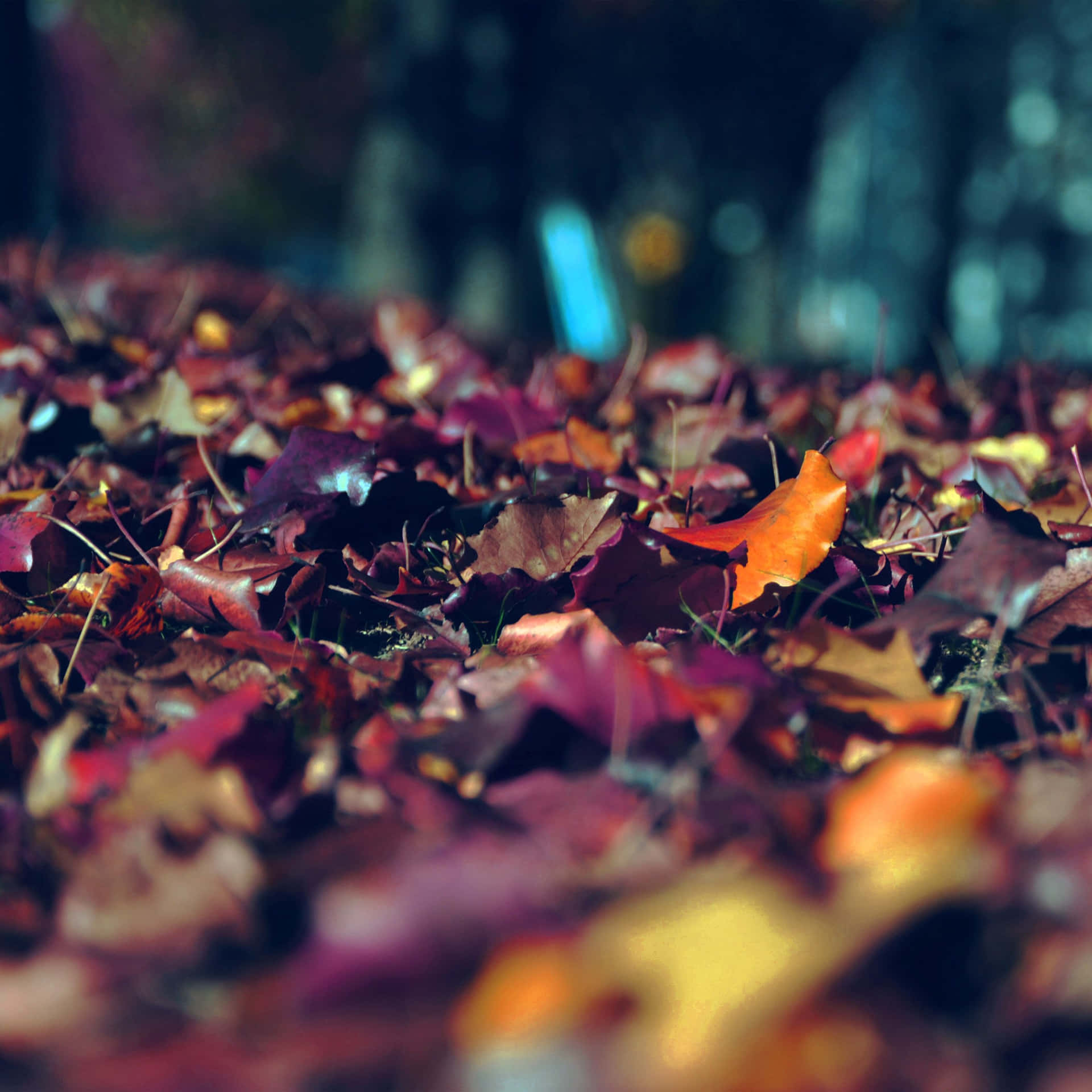 Dark Autumn Dried Leaves Close Up Shot Wallpaper