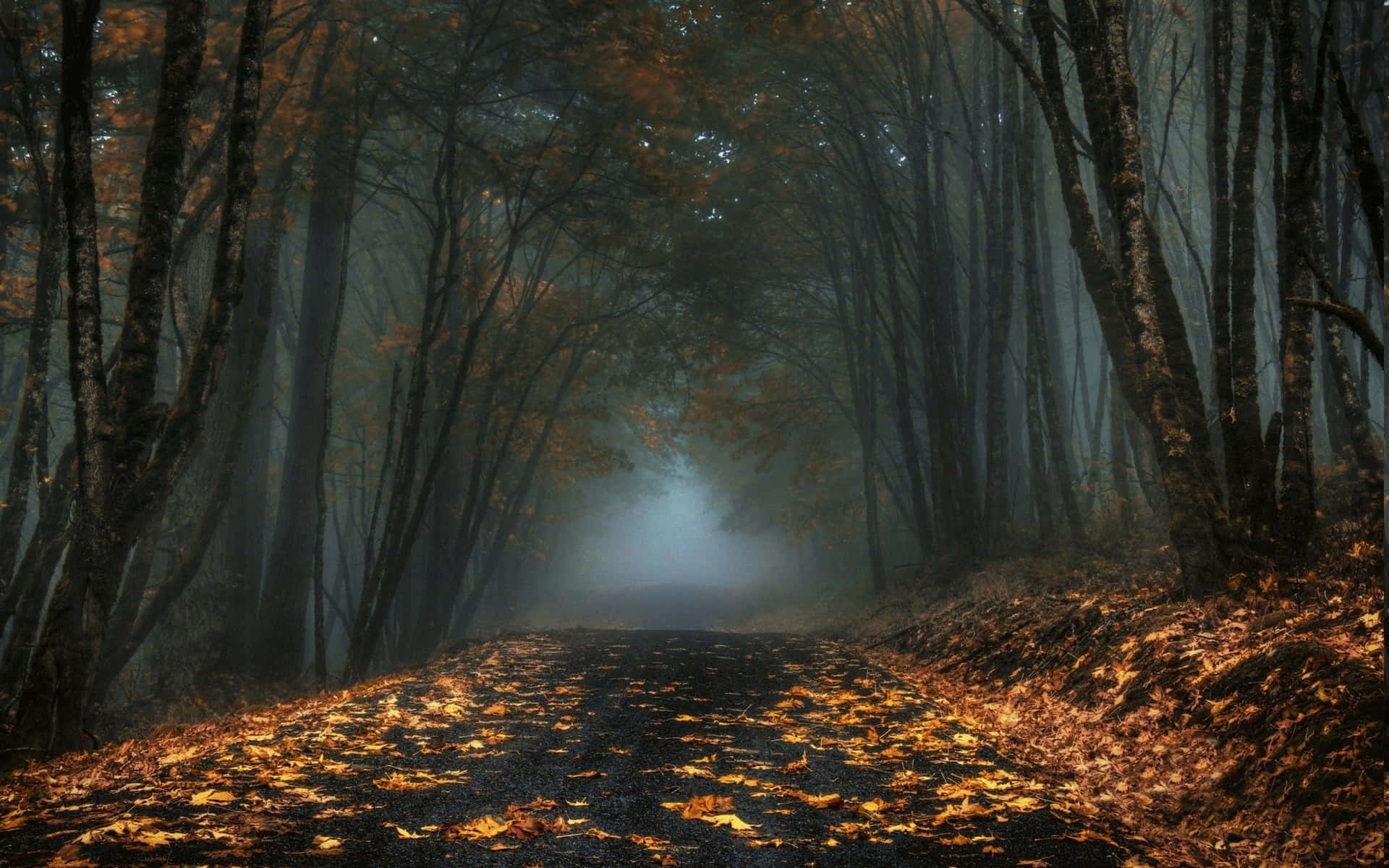 Mørk efterår i tåget skov Wallpaper