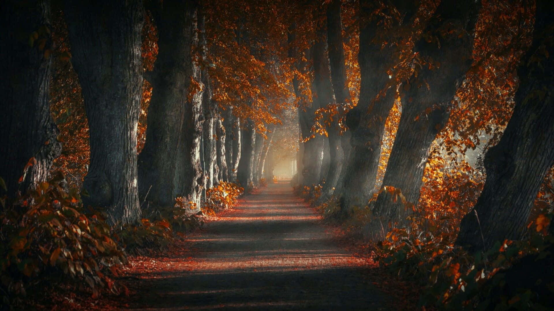 Dark Autumn With Forest Pathway Wallpaper