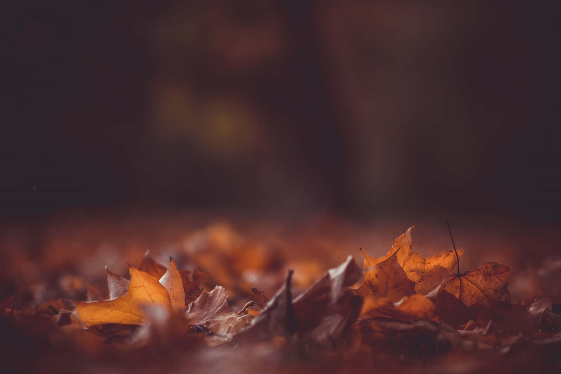 A Beautiful Dark Autumn Scene Wallpaper