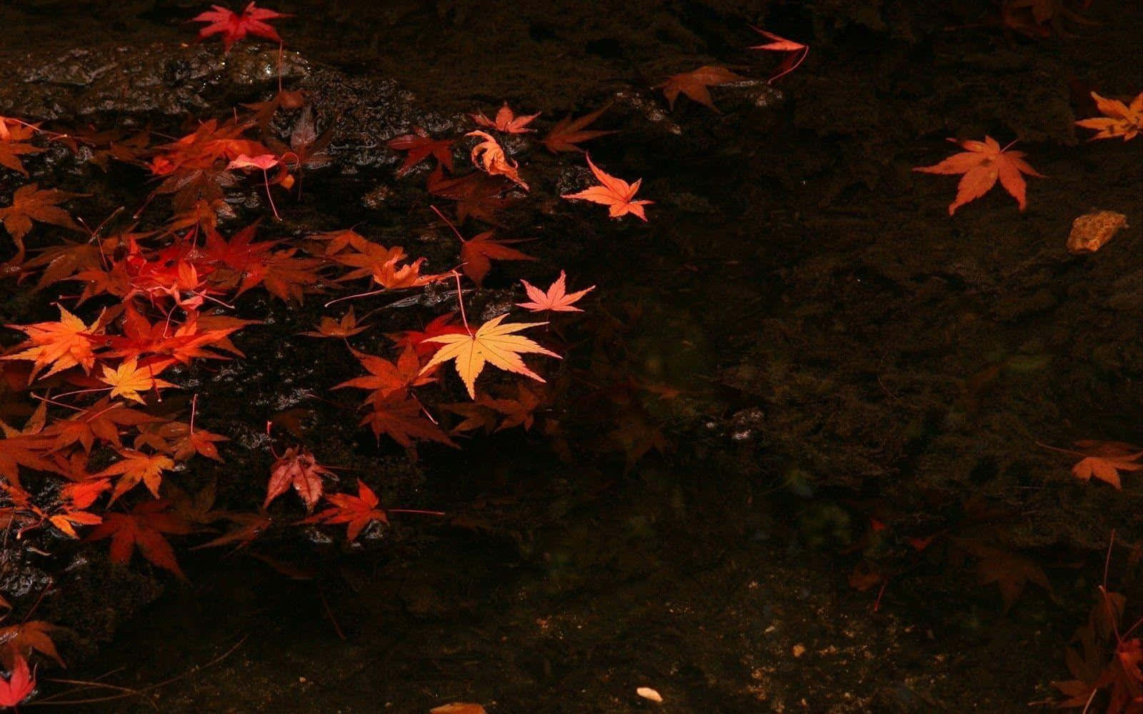 Dark Autumn Maple Leaves In Water Wallpaper